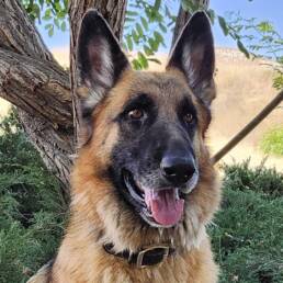 Adoptable Dog Atlas