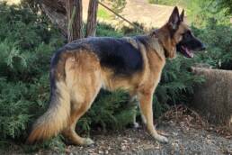 Adoptable Dog Atlas