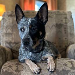 Adoptable Dog Bella