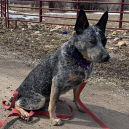 Adoptable Dog Bella
