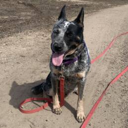 Adoptable Dog Bella