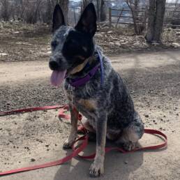 Adoptable Dog Bella