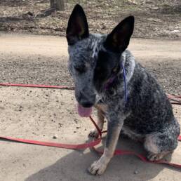 Adoptable Dog Bella