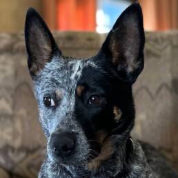 Adoptable Dog Bella