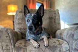 Adoptable Dog Bella