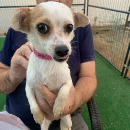 Adoptable Dog Chi
