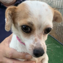 Adoptable Dog Chi