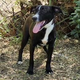 Adoptable Dog Chili