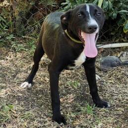 Adoptable Dog Chili
