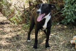 Adoptable Dog Chili