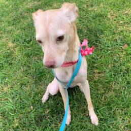 Adoptable Dog Chipotle