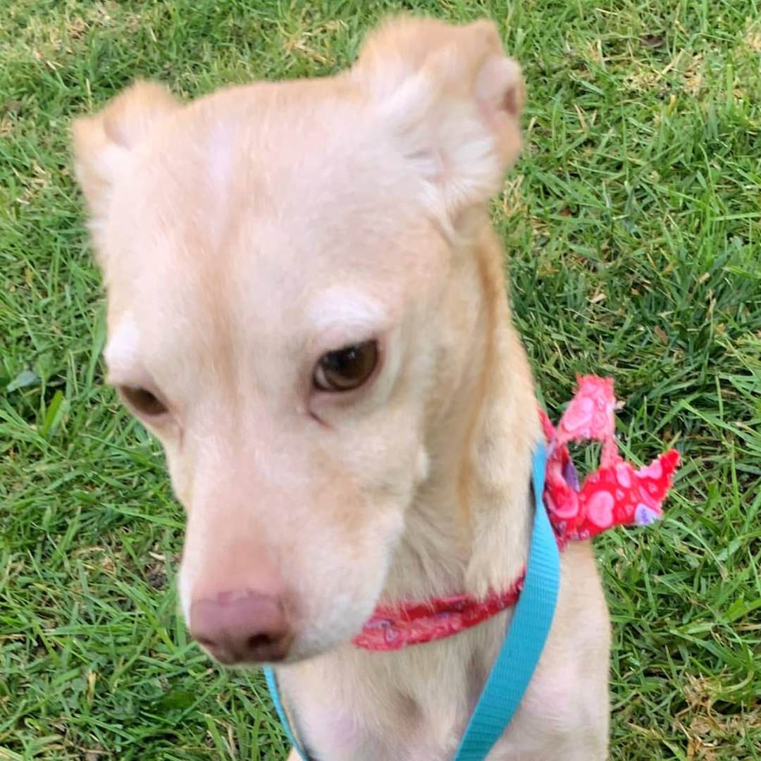 Adoptable Dog Chipotle