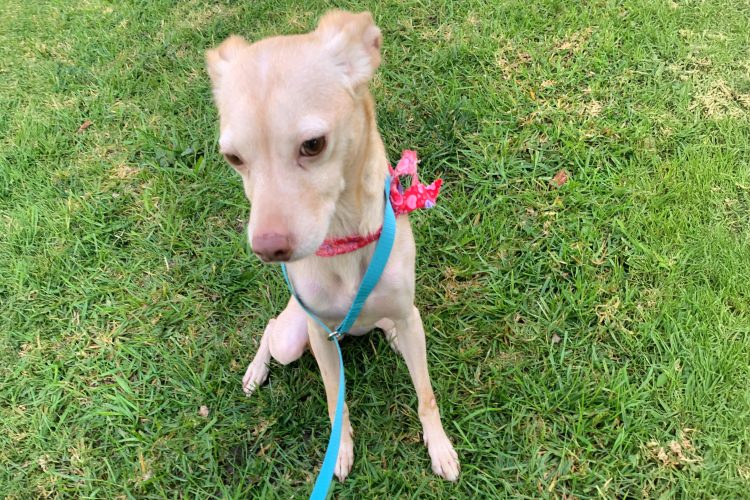 Adoptable Dog Chipotle