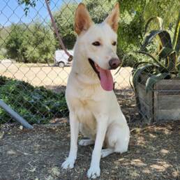 Adoptable Dog Chrysanthemum