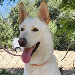 Adoptable Dog Chrysanthemum