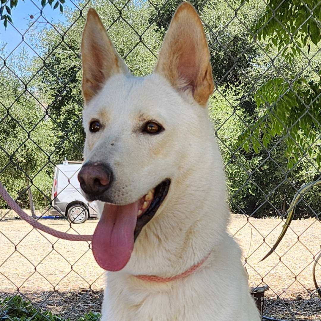 Adoptable Dog Chrysanthemum