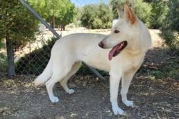 Adoptable Dog Chrysanthemum
