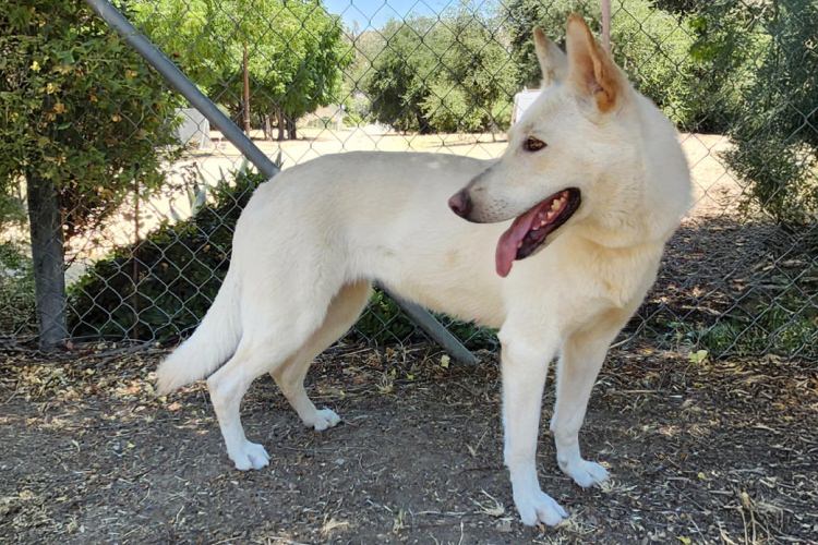 Adoptable Dog Chrysanthemum