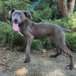 Adoptable Dog Colin