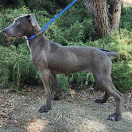 Adoptable Dog Colin