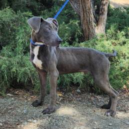 Adoptable Dog Colin