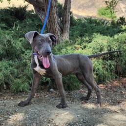 Adoptable Dog Colin