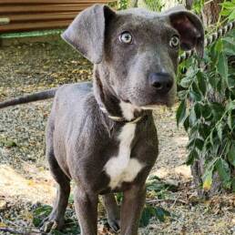 Adoptable Dog Colin