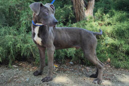 Adoptable Dog Colin