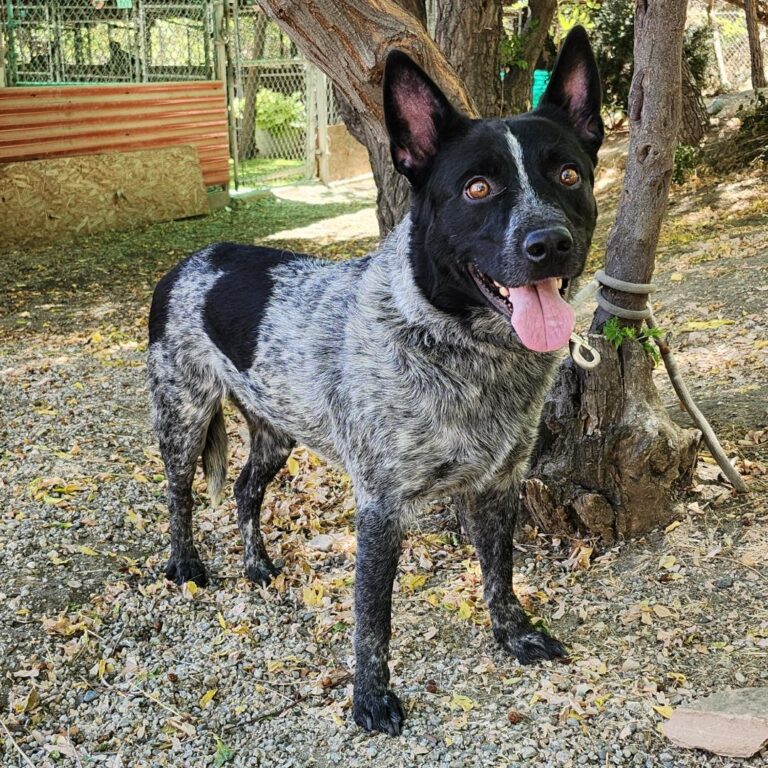 Adoptable Dog Cruise
