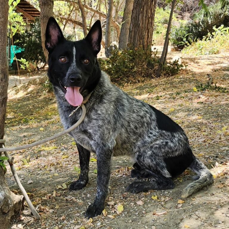 Adoptable Dog Cruise