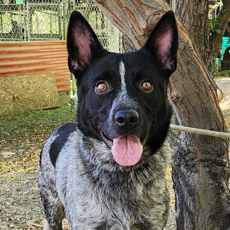 Adoptable Dog Cruise