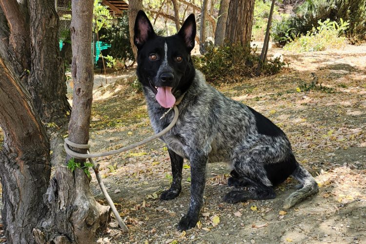 Adoptable Dog Cruise