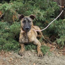 Adoptable Dog Dustin