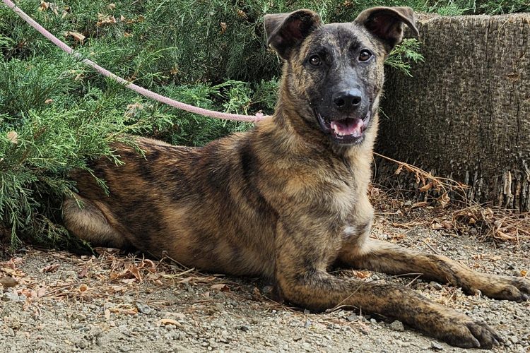 Adoptable Dog Dustin