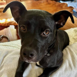 Adoptable Dog Elvis
