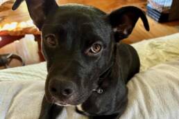 Adoptable Dog Elvis