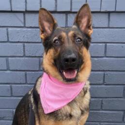 Adoptable Dog Georgina