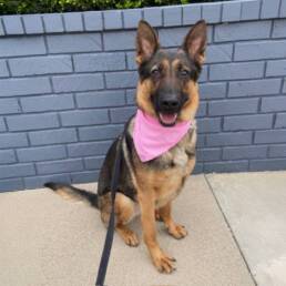 Adoptable Dog Georgina