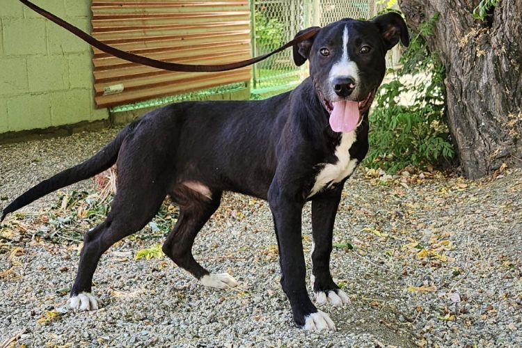 Adoptable Dog Georgina