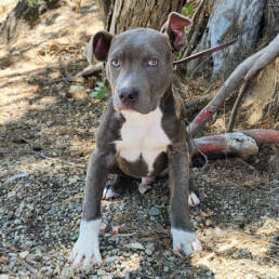 Adoptable Dog James