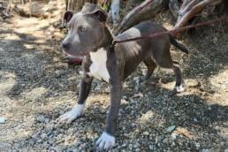 Adoptable Dog James