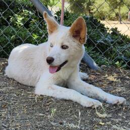 Adoptable Dog Lena