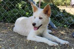 Adoptable Dog Lena