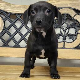 Adoptable Dog Lil John