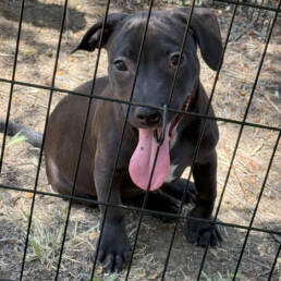 Adoptable Dog Lil John