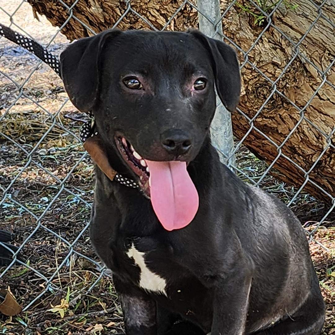 Adoptable Dog Lil John