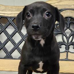 Adoptable Dog Lil John