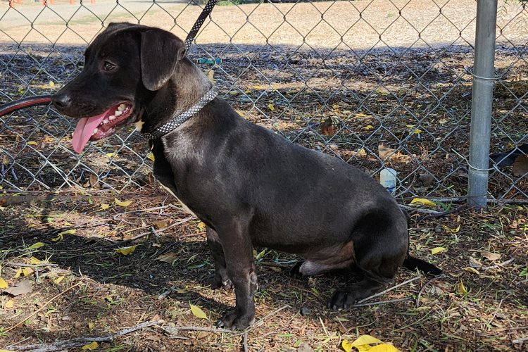 Adoptable Dog Lil John