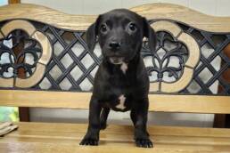 Adoptable Dog Lil John