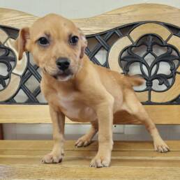 Adoptable Dog Lil Wayne